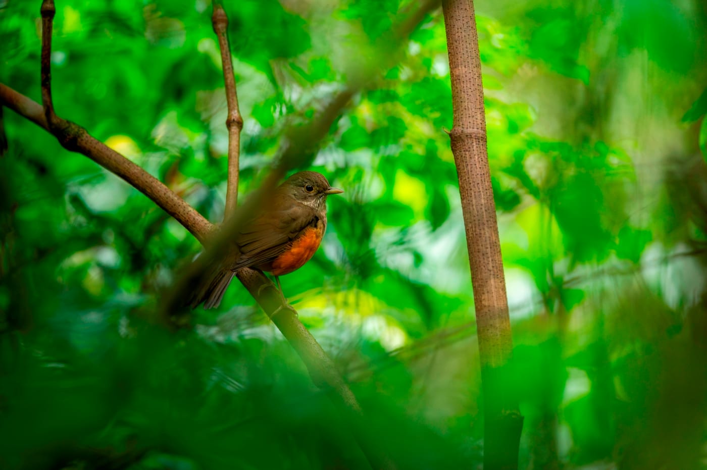 Bosque nativo protegido, biodiversidad en pie