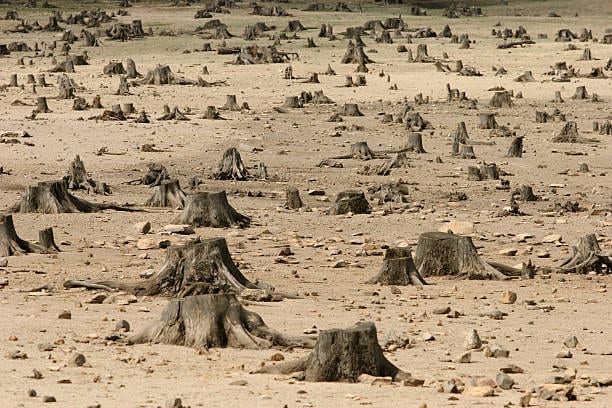 Deforestación: frontera productiva avanzando sobre el bosque